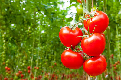 GREENBAAG tomato Seed(100 per packet)