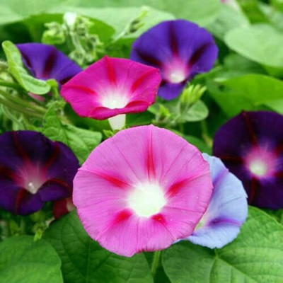 Lorvox Morning Glory Mixed Color Creeper Flower Plant Seed(45 per packet)