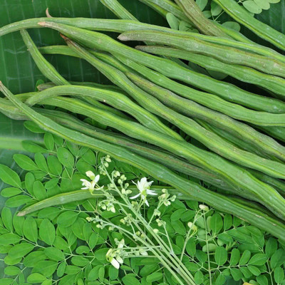 CYBEXIS LXI-39 - Moringa - PKM2 Drumstick - (1350 Seeds) Seed(1350 per packet)
