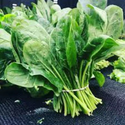 MYLAWN Palak/Spinach Seed(500 per packet)