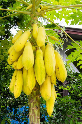 Pbevergreen Yellow Papaya Seed(300 per packet)