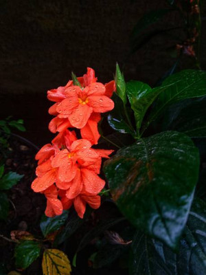 weqaultiy kanakambaram-firecracker-crossandra Seed(32 per packet)