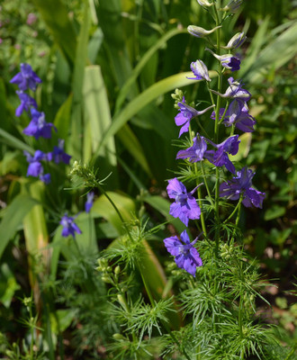 Mozette Exotic larkspur Seed(20 per packet)