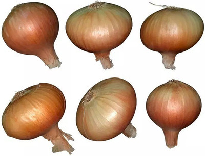 Quentova Golden Organic Onion-HQL-4C Seed(250 per packet)