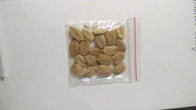 BJUBAS Round bitter gourd seeds PACK OF 39 Seed(39 per packet)