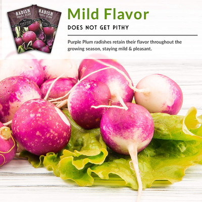 WILLVINE ATS-699 Purple Plum Radish Seeds Seed(500 per packet)