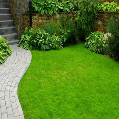 PMA Lawn Grass Seeds For Garden and Playground, Carpet Grass Seed(12000 per packet)