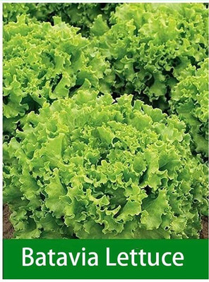 VibeX GUA-66 - Batavia Lettuce - (1350 Seeds) Seed(1350 per packet)