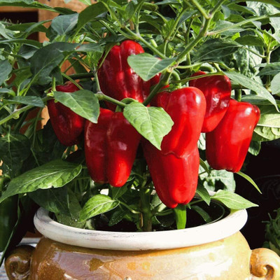 Qualtivate PUA-8A Red Capsicum Vegetable Seeds Seed(100 per packet)