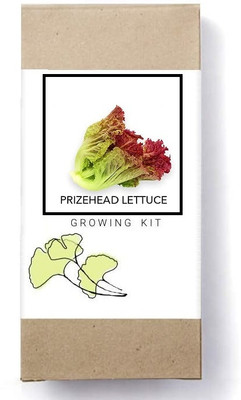 Biosnyg Prizehead Lettuce[500 Seeds] Seed(500 per packet)