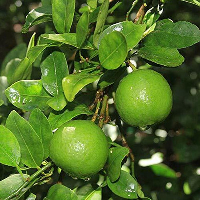 CRGO LEMON , NIMBU Seed(15 per packet)