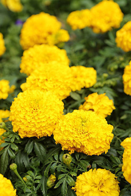 Oliver marigold/gende ka phool flower seeds Seed(25 per packet)