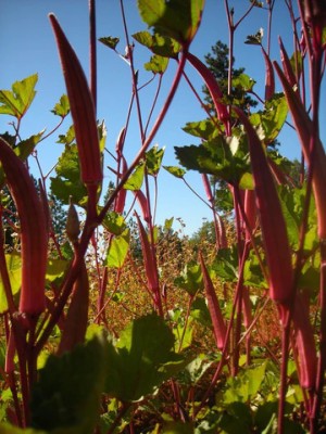 DHENU PRASAD 275 Hybrid f1 Red Indo Agri Radhika Okra, Bhindi, Lady Finger Seed(275 per packet)