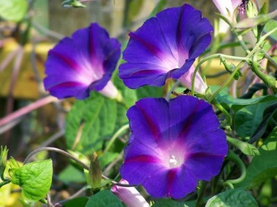 KANAYA Morning Glory(Ipomea) Mix Flower Seed(37 per packet)