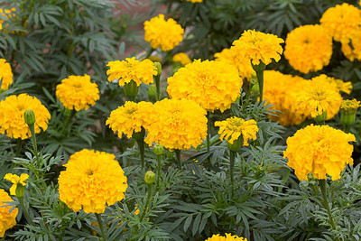 AK AGRO HYBRID SEEDS marigold,gende ka phool seeds Seed(21 per packet)