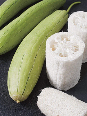 VibeX ® VXI-23 Smooth Luffa Sponge Gourd Seed(50 per packet)