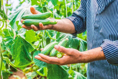 Qualtivate HUA-1A Long Green Cucumber Seeds Seed(300 per packet)