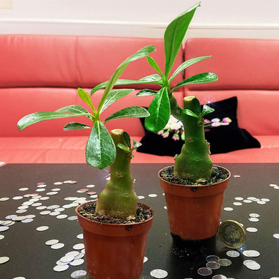 WILLVINE GUA-56 Single Layer Flower Adenium Obesum Seed(60 per packet)