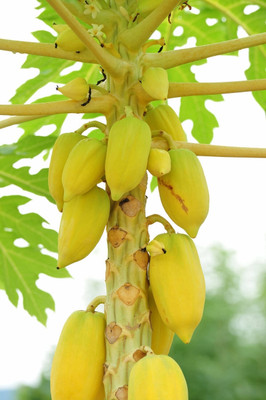 Pbevergreen Thai Papaya Seeds Hybrid Variety Dwarf Fruit Seed(100 per packet)