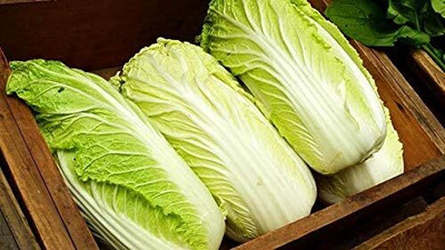 WILLVINE GOI -XIII Peking Chinese Cabbage Pak Choi [50g] Seed(15000 per packet)