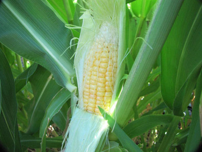 VibeX ® VXI-477 Giant Peruvian Yellow Corn Seed(500 per packet)