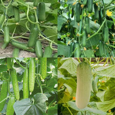 ibains Khera seeds cucumber kakri seeds pack of 20 Seed(20 per packet)