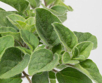 PROWSEED OREGANO HOT AND SPICY Origanum Vulgare Seed(100 per packet)