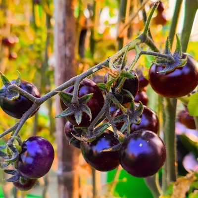 Biosnyg Disease-Resistant Purple Tomato Fresh Healthy Seeds - (1000 Seeds) Seed(1000 per packet)