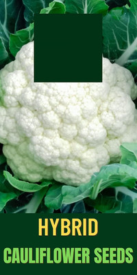 WILLVINE NBIR-289 Organic F1 Hybrid Cauliflower High yielding seeds Seed(200 per packet)