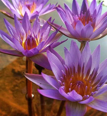 ibains Mini water lily seed Seed(5 per packet)