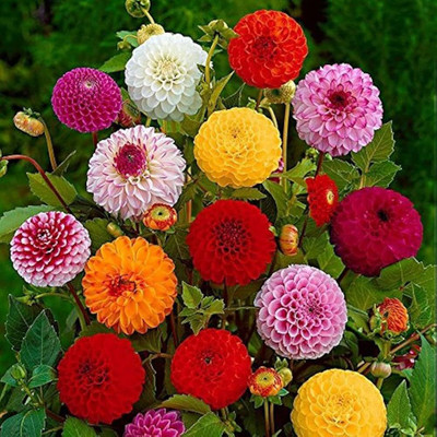 BDSresolve zinnia seeds pack of 34 Seed(34 per packet)