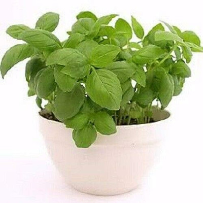 Qualtivate LXI-66 Basil Genovese Ocimum Basilicum Seed(1000 per packet)