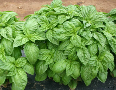 XEFRA Basil, Italian Large Leaf Seed(70 per packet)