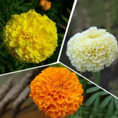 GROW-N-KNOW marigold flower seeds hybrid mix multicolour, high germination (100 seeds) Seed(100 per packet)