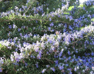 CYBEXIS LX-47 - Rosemary - Non-GMO - (250 Seeds) Seed(250 per packet)