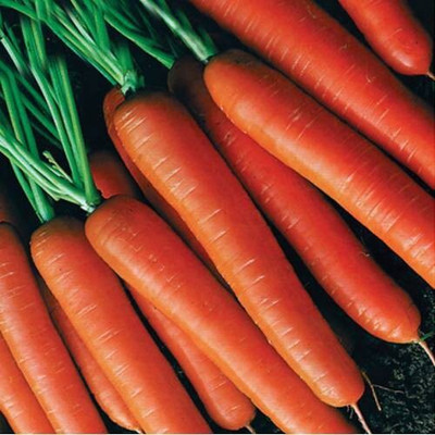 Quentova विलायती गाजर Orange Carrot Seed(300 per packet)