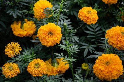 Pearlo marigold/gende ka phool flower seeds Seed(50 per packet)