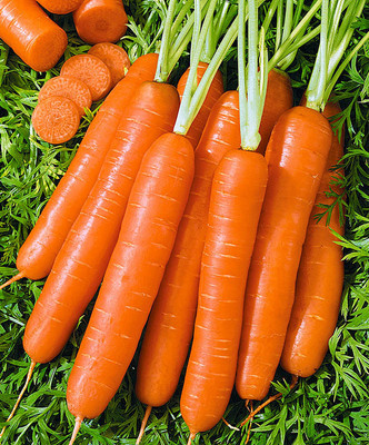 Quentova Carrot Seeds Seed(200 per packet)