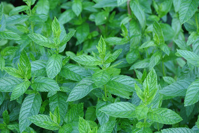 CYBEXIS NBIR-42 - Mint for Planting - (450 Seeds) Seed(450 per packet)