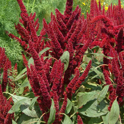 Aywal Amaranthus Hybrid Flower Seed(100 per packet)