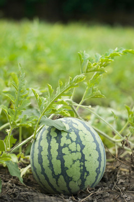 Pbevergreen Summer watermelon seeds for planting Seed(100 per packet)