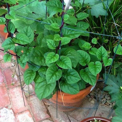 CYBEXIS Rare Gynostemma Melon Spinach Seeds 1000 Seeds Seed(1000 per packet)