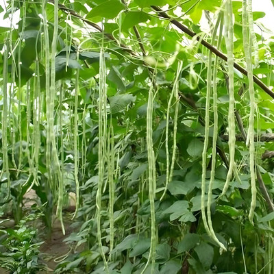 CRGO BEANS Seed(20 per packet)