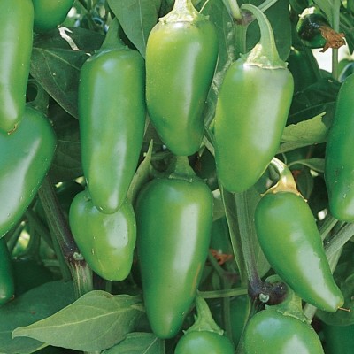 KNESSiN Jalapeno Early Hot Pepper-{800 Seeds} Seed(800 per packet)