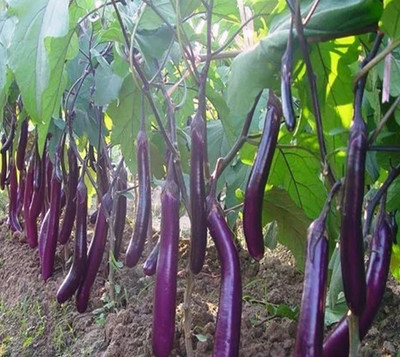 UGRA Brinjal Seed(1000 per packet)