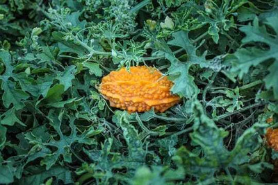 XOLDAA F1 BEST QUALITY BITTER GOURD SEEDS Seed(28 per packet)