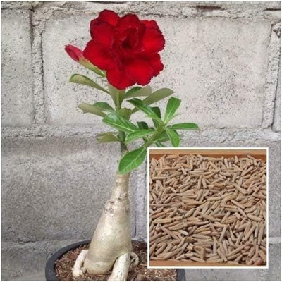 Qualtivate XLR-299 Adenium Obesum Desert Rose Red Seeds Seed(30 per packet)