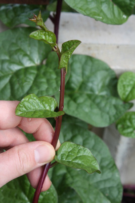 the green dotcom Fresh VNR Green Palak Vegetable Hybrid Seed(70 per packet)
