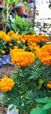 AA ENTERPRISES marigold,gende ka phool seeds Seed(20 per packet)