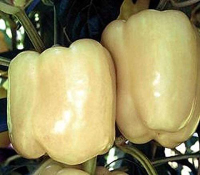 TRICONE Hybrid White Capsicum Shimla mIrch शिमला मिर्च के बीज 50 Seeds 
 FG82 Seed(50 per packet)